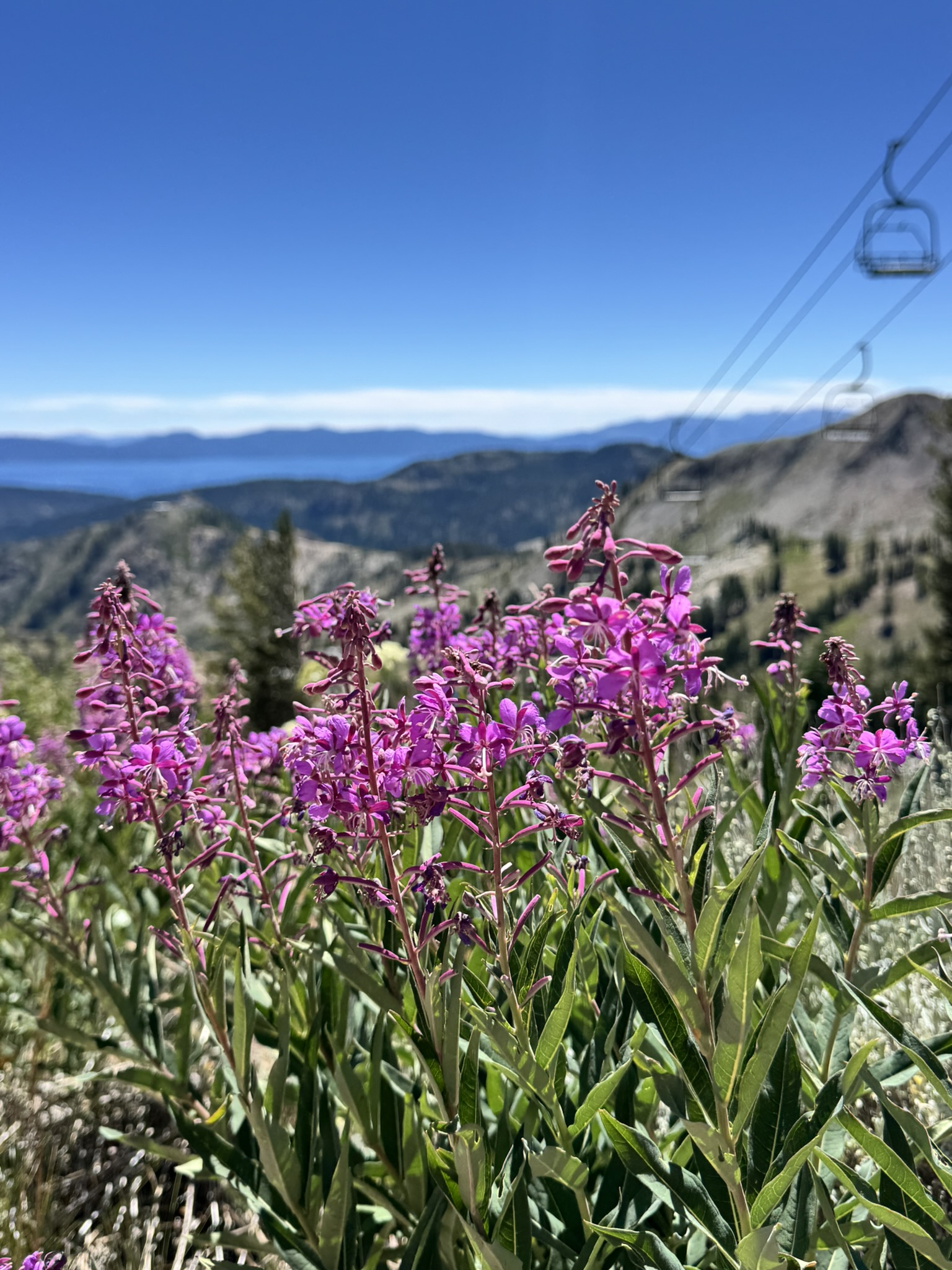 flowers and chairlift